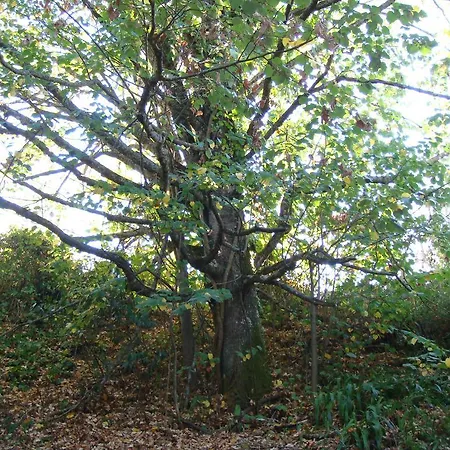 Κατάλυμα σε φάρμα Quinta De Santo Antonio Do Cardal *
